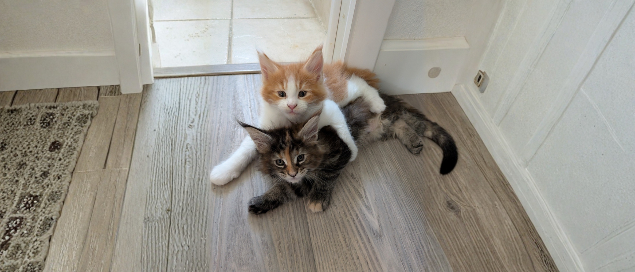 Two Maine Coon kittens playing indoors, with an orange-and-white kitten gently resting on a darker kitten on a wood floor.