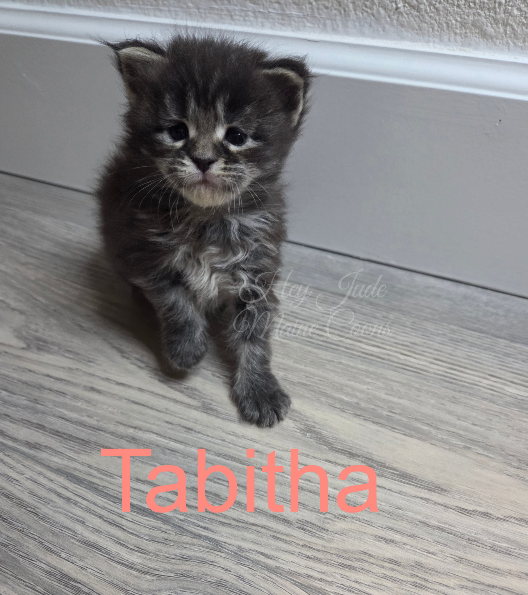 maine-coon-kitten-tabitha