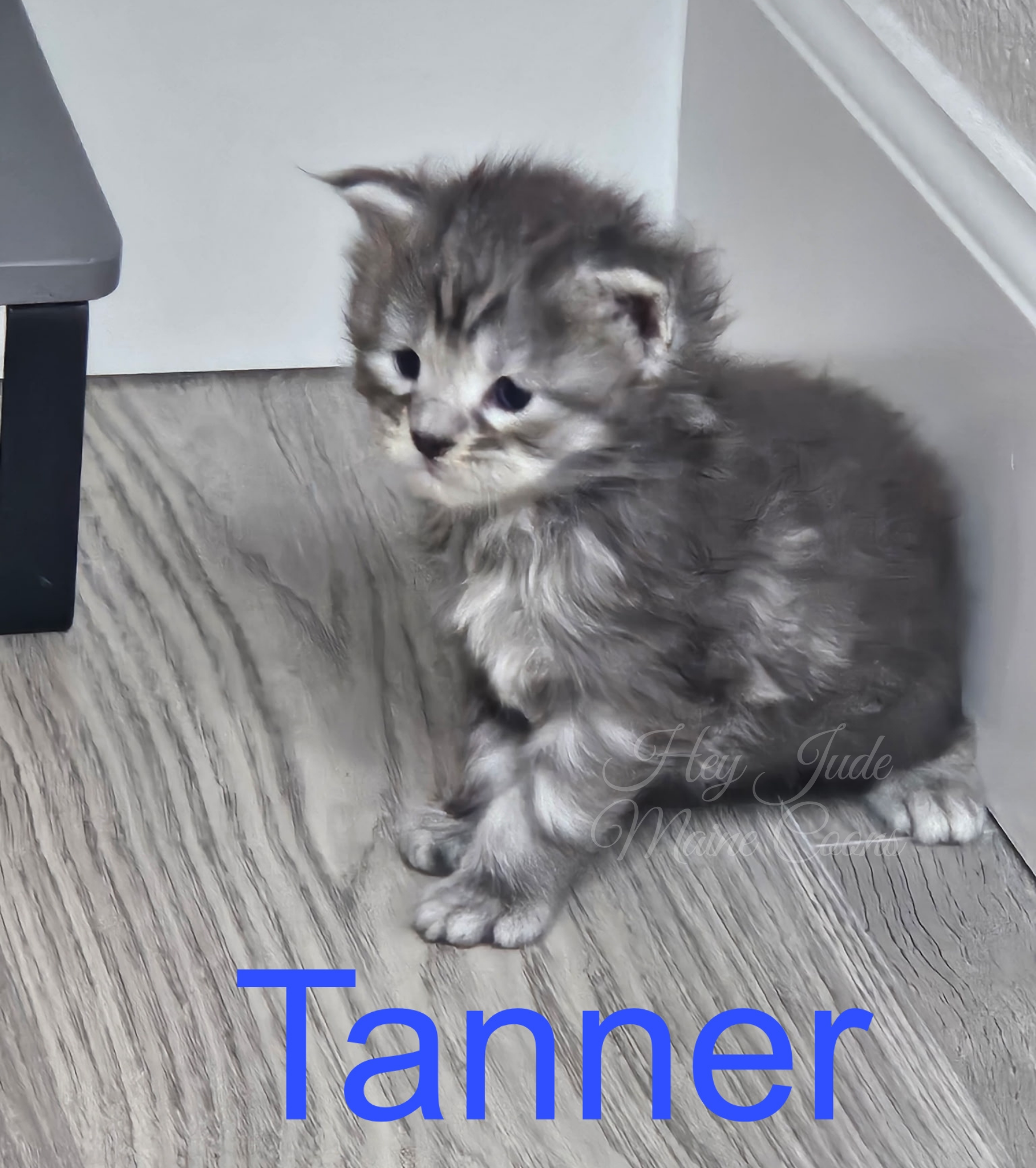 maine-coon-kitten-tanner
