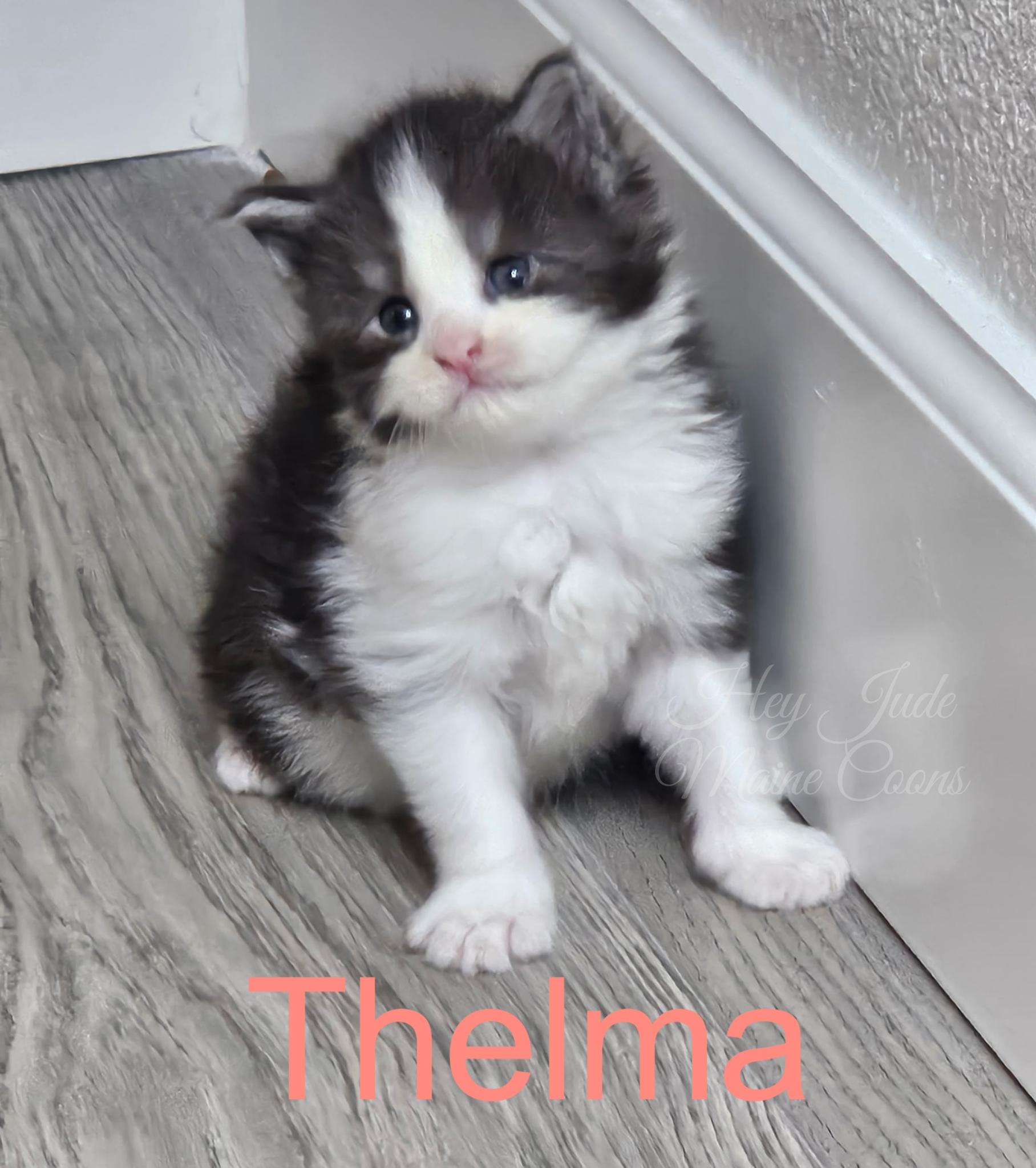 maine-coon-kitten-thelma