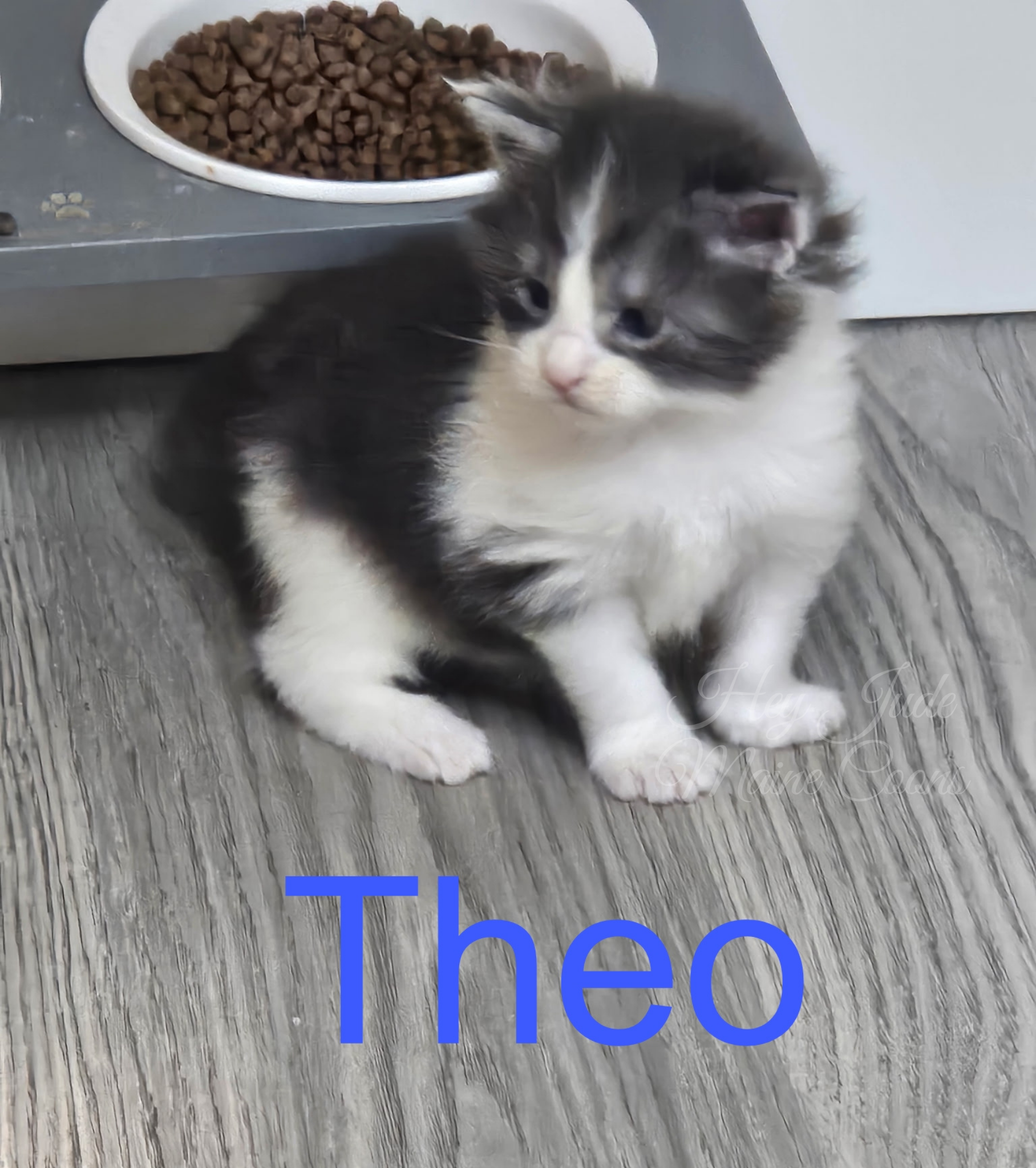 maine-coon-kitten-theo