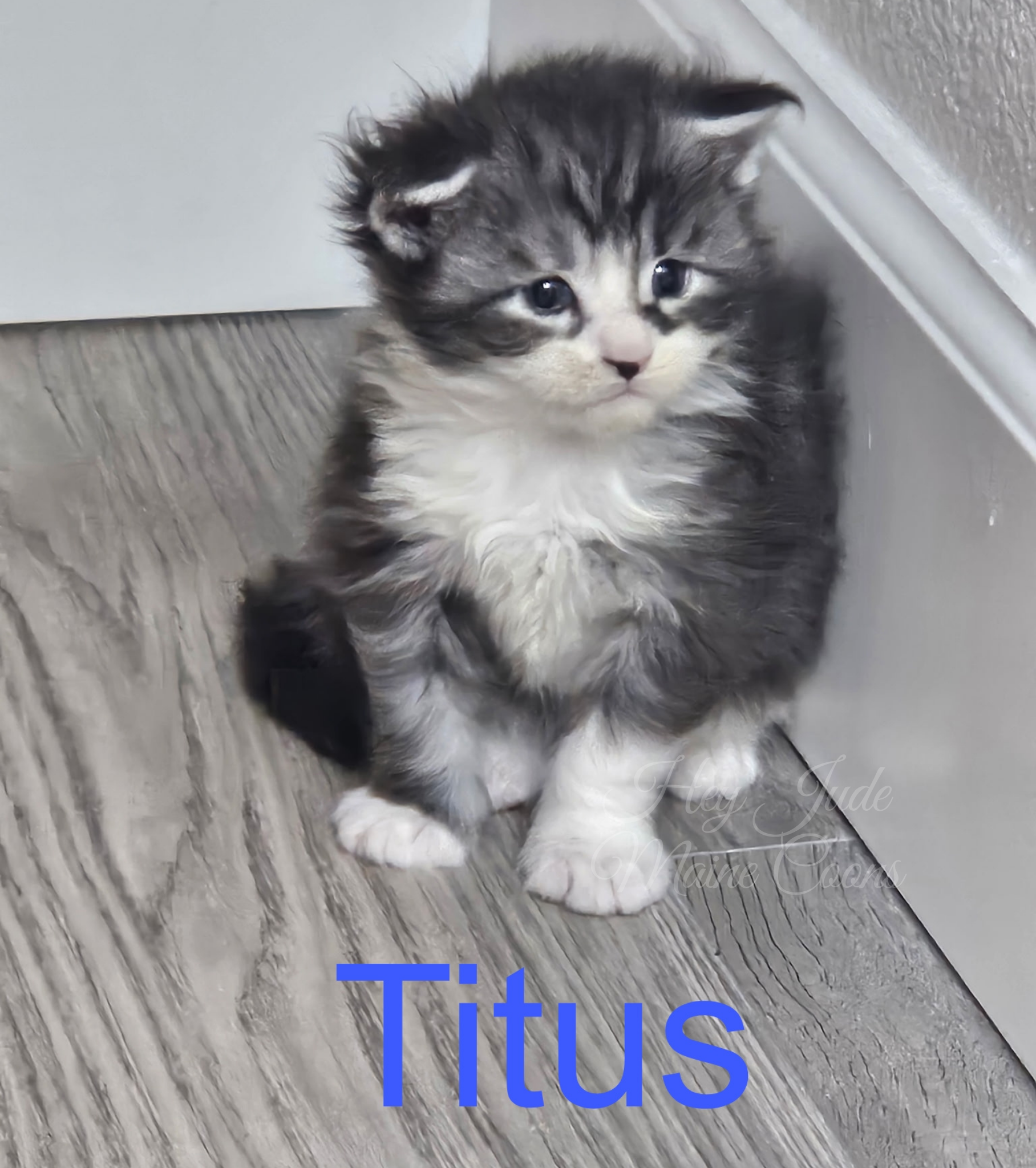 maine-coon-kitten-titus