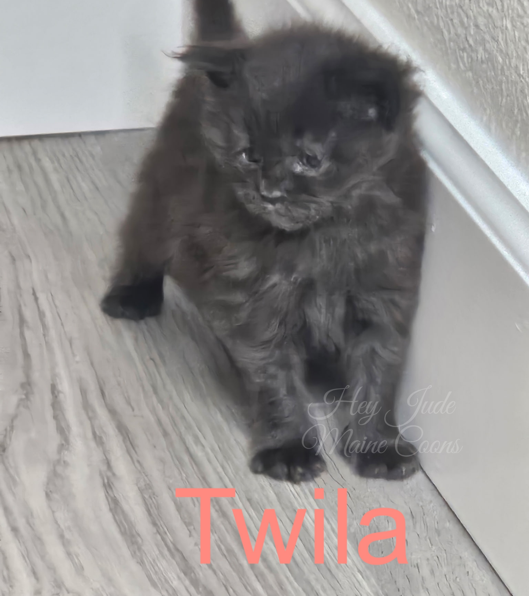 maine-coon-kitten-twila