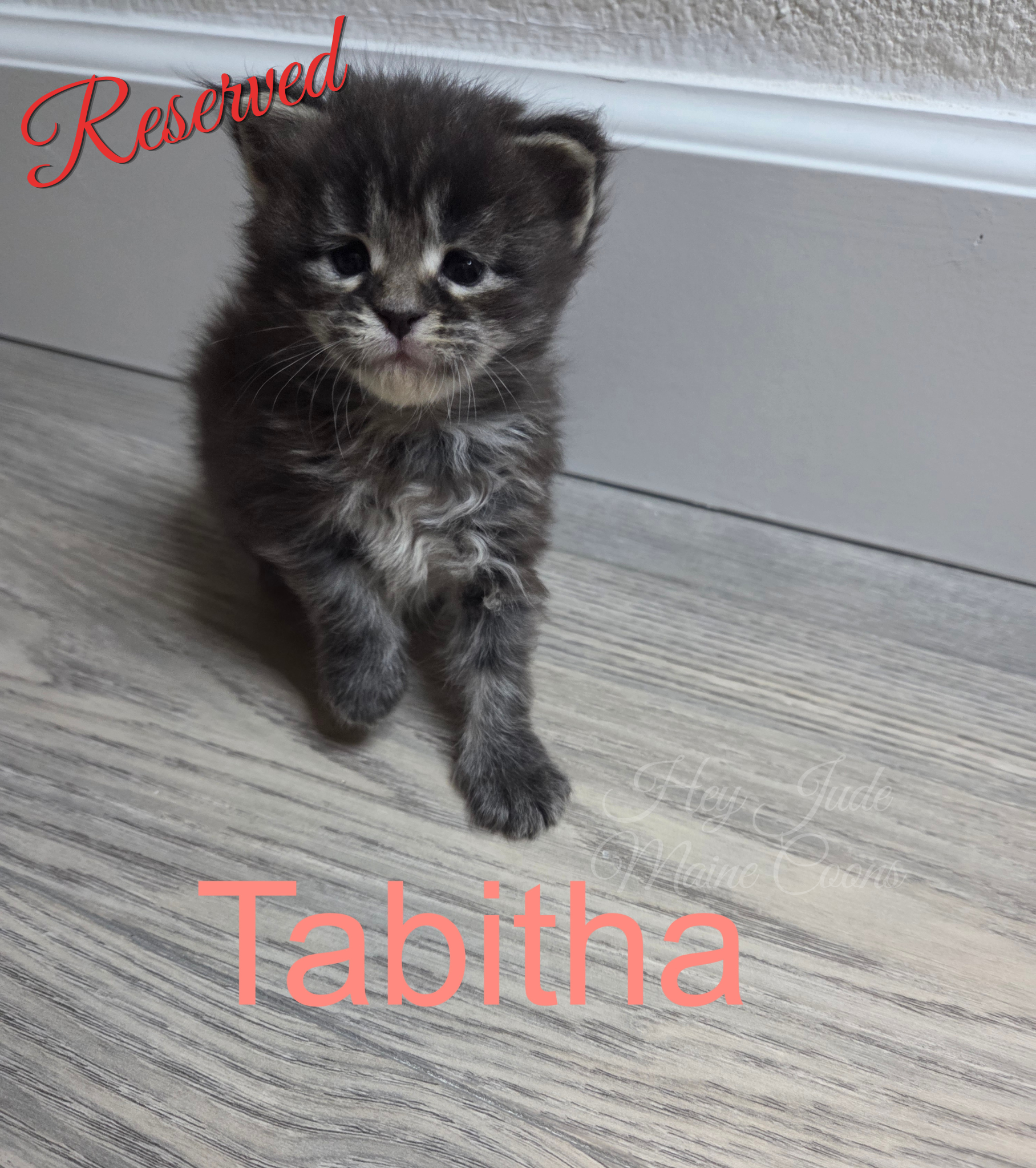 maine-coon-kitten-tabitha-reserved