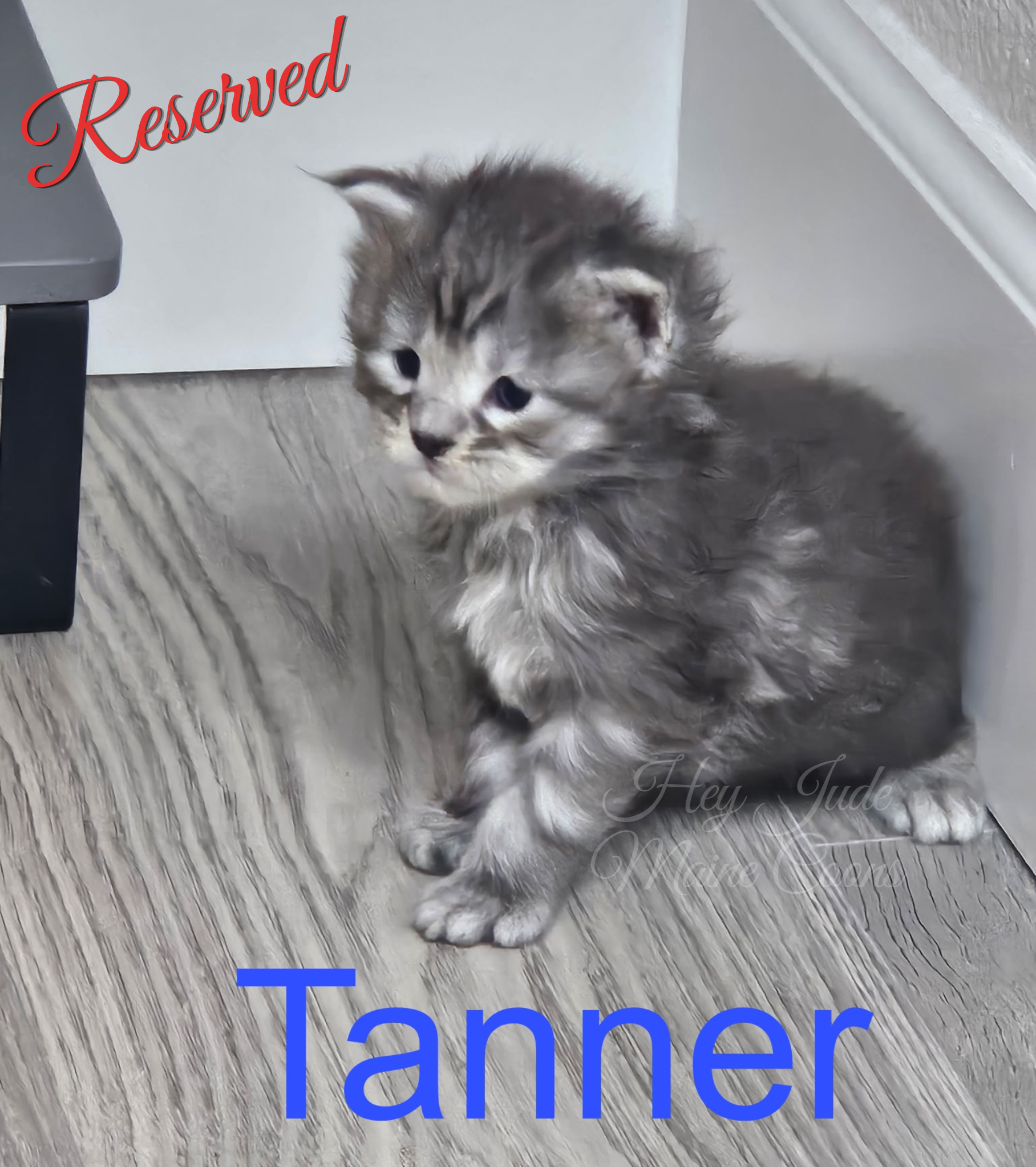 maine-coon-kitten-tanner-reserved