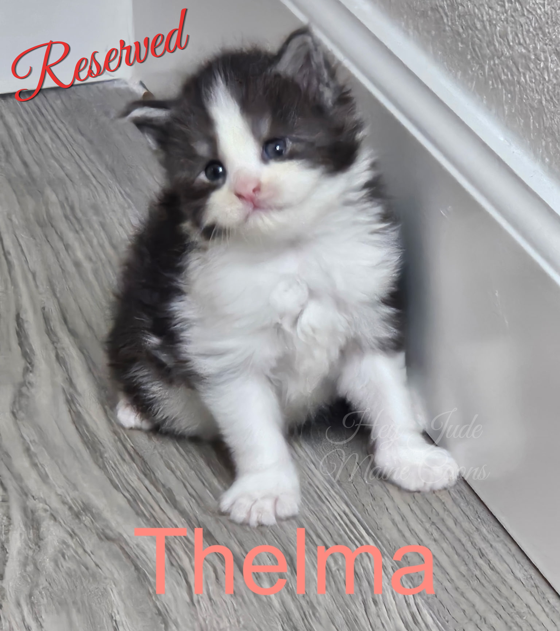 maine-coon-kitten-thelma-reserved