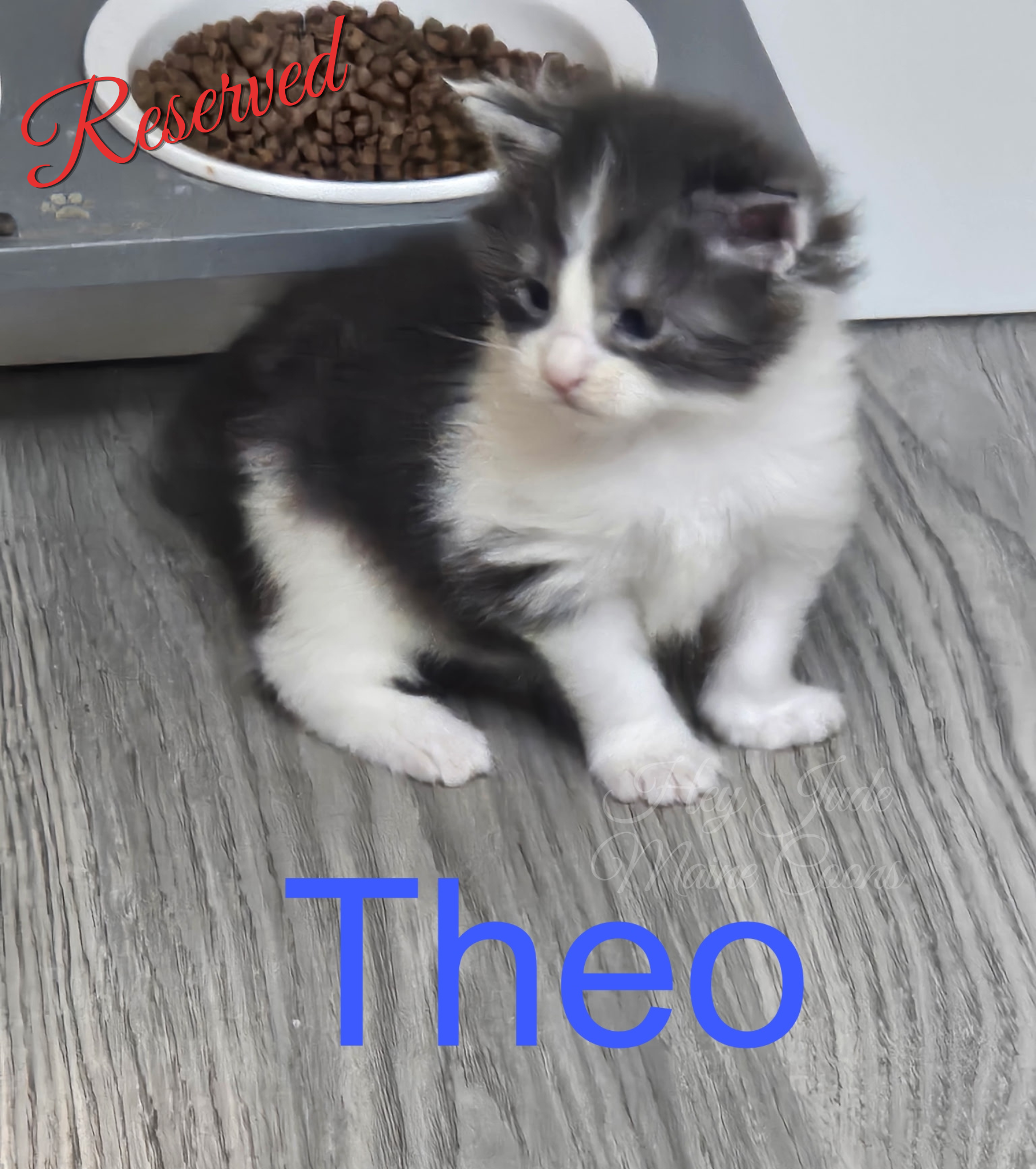 maine-coon-kitten-theo-reserved
