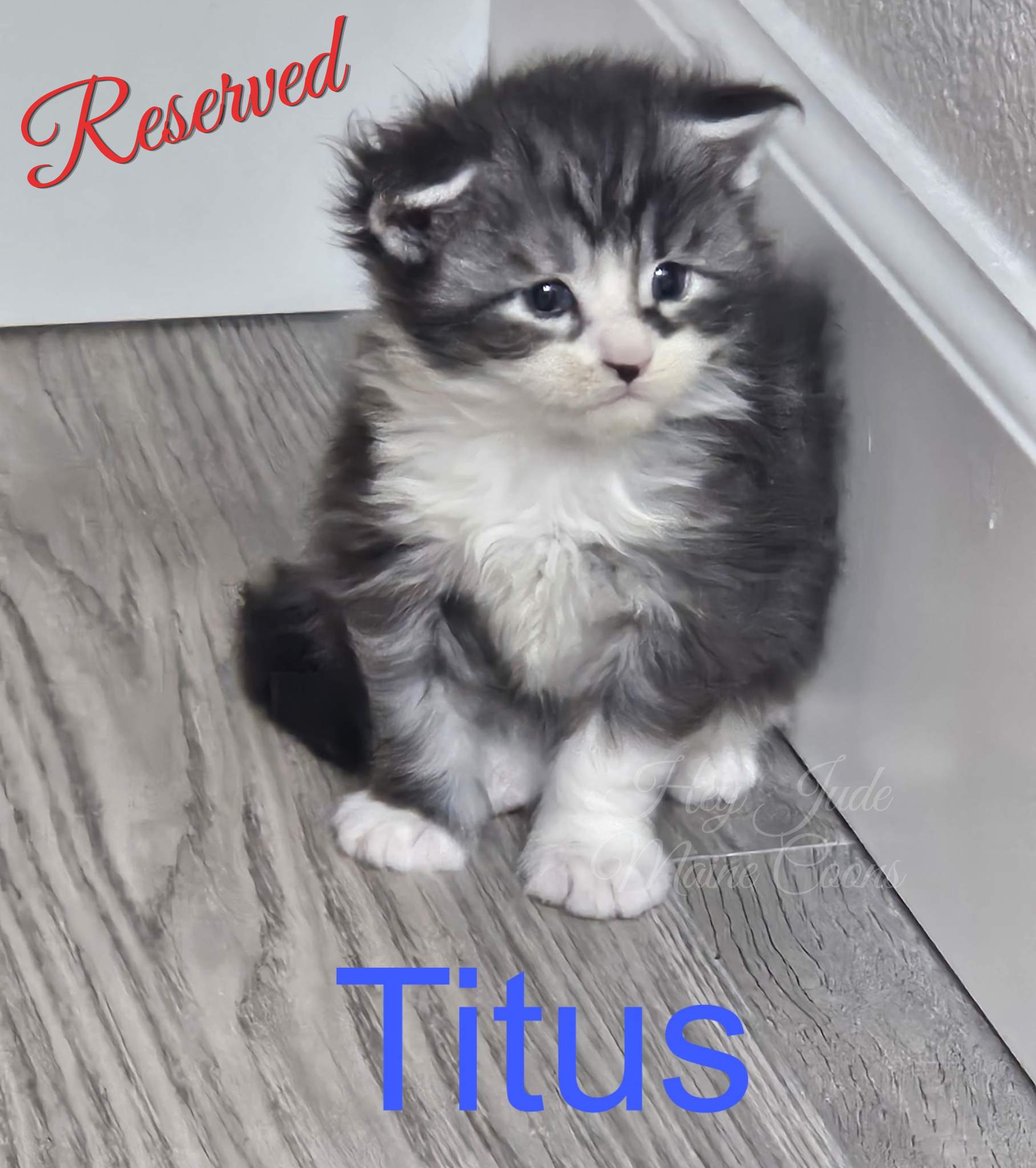 maine-coon-kitten-titus-reserved