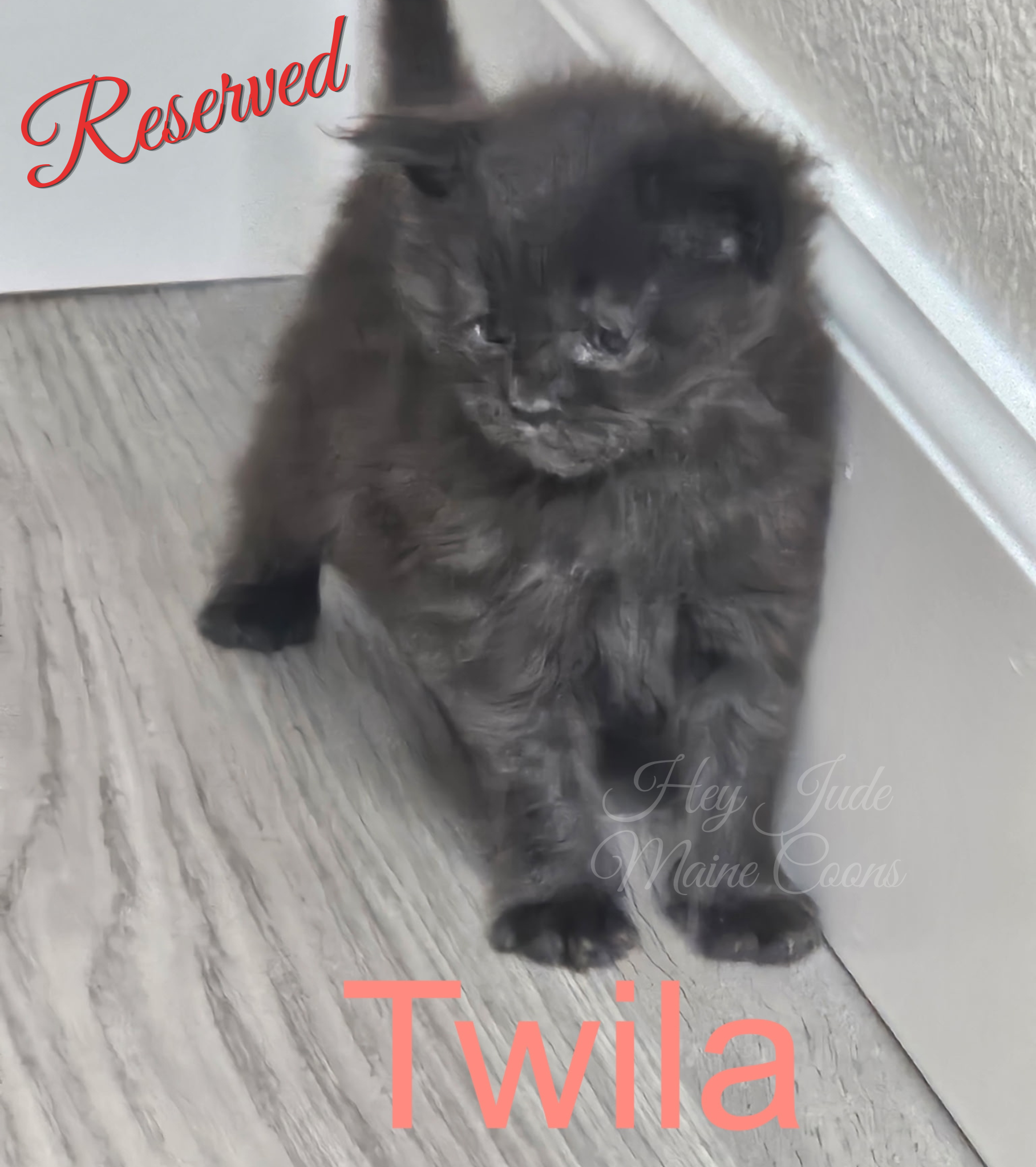 maine-coon-kitten-twila-reserved